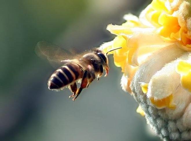 蜜蜂的四季管理