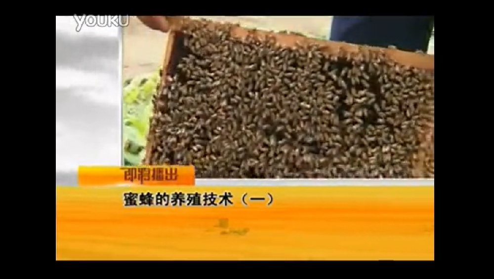蜜蜂病敌害综合防治技术