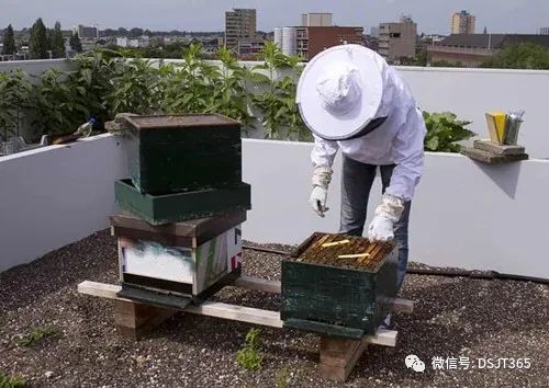 浅析城市养蜂的制约因素