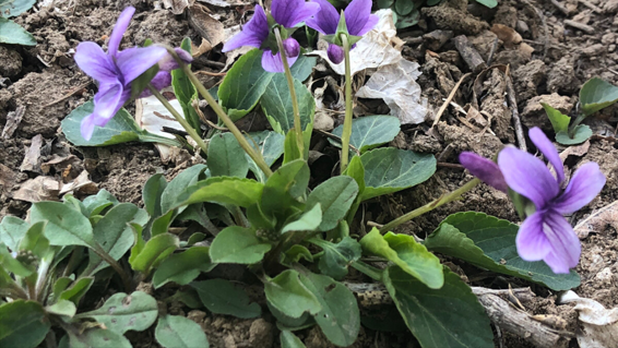 紫花地丁全身是宝，比槐花香甜，比荠菜营养，却常被人当成杂草，农村遍地是，包饺子吃真香！