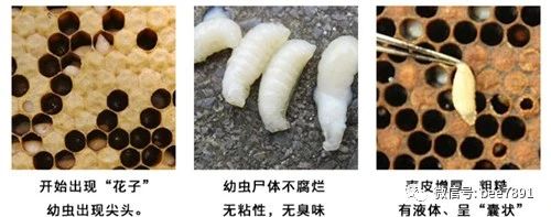 中蜂烂子病防治技术