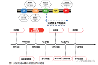 太湖流域——中蜂枇杷蜜生产的技术要点