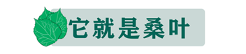 桑叶是糖尿病和高血压“克星”，还能防心梗！