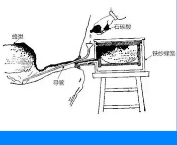 野生蜂群的诱捕技术