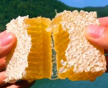 蜂盟科普：解读巢蜜中药食同源的“蜂蜡”