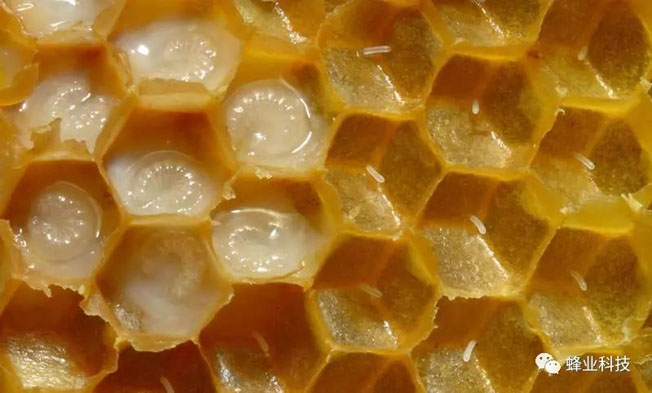 蜂王浆是如何引起科学家关注的 ？
