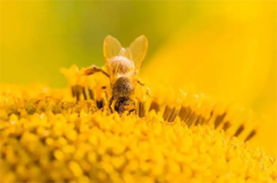 蜂花粉怎么吃，何时吃？