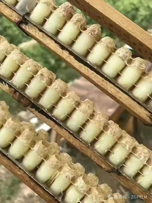 蜂王浆：女性生育力提升的天然助力