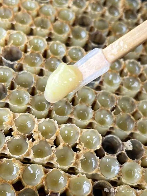 蜂王浆：天然助眠剂的新选择？