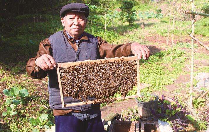 新法养中蜂