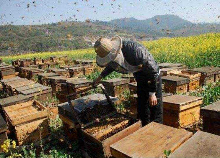 电视片：金喀蜂养殖技术